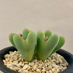 多肉植物 コノフィツム ビロブム H6♡ 多肉植物 GummyBlue 通販 多肉植物 コノフィツム ビロブム H6♡ 多肉植物 GummyBlue 通販