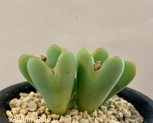 多肉植物　コノフィツム　bachelorum バケロラム 種子10粒+ conophytum bachelorum コノフィツム バケロラム 多肉