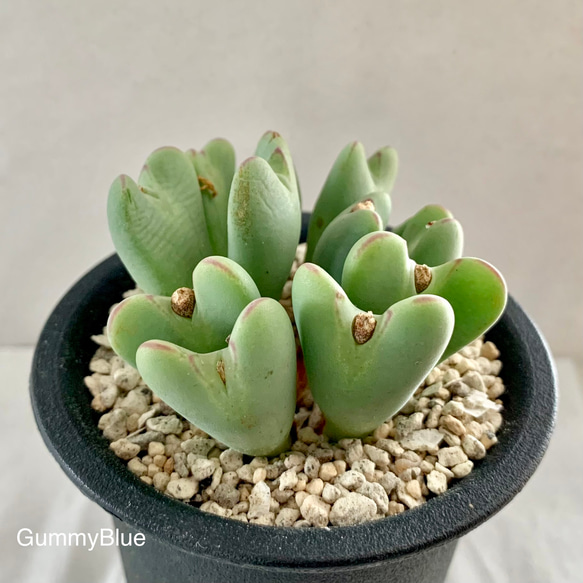 多肉植物 コノフィツム ビロブム H11♡ 多肉植物 GummyBlue 通販
