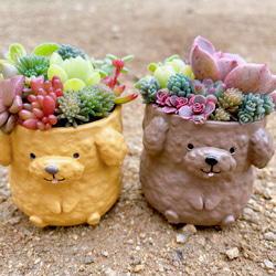 多肉植物寄せ植え♡♡モリモリ寄せ植え♡♡ モリモリ大集合💕みんな素敵に寄せ植え「多肉の寄せ植え♡」の