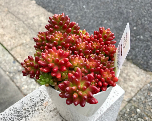 紅葉中♡ 多肉植物 セダム 虹の玉 その他インテリア雑貨 PLANTS