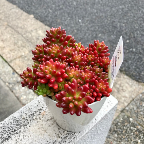 紅葉中♡ 多肉植物 セダム 虹の玉 その他インテリア雑貨 PLANTS