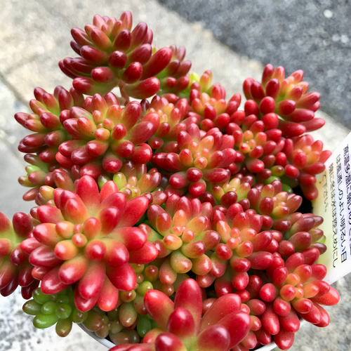 紅葉中♡ 多肉植物 セダム 虹の玉 その他インテリア雑貨 PLANTS SHOP