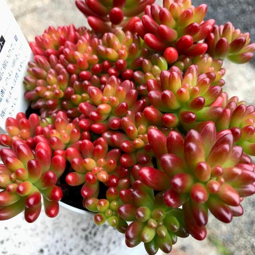紅葉中♡ 多肉植物 セダム 虹の玉 その他インテリア雑貨 PLANTS SHOP