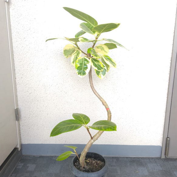 【現品】②アルテシーマ曲がり　人気観葉植物　樹形綺麗　ボリューム◎　高88◎　インテリア性高い　ギフト最適　お祝い 3枚目の画像