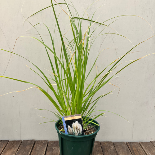 大人気のパンパスグラス♪ドライフラワー♪切り花♪ガーデニング