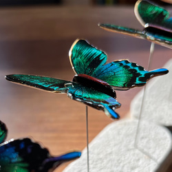 木製蝶々ブローチ「カラスアゲハ」papilio dehaanii♂ 4枚目の画像