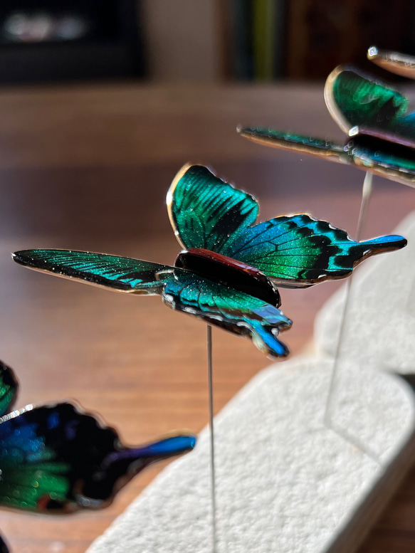 木製蝶々ブローチ「カラスアゲハ」papilio dehaanii♂ 4枚目の画像