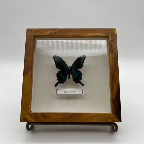 木製蝶々ブローチ「カラスアゲハ」papilio dehaanii♂ ブローチ 平田
