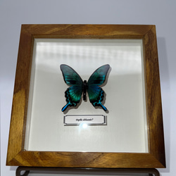 木製蝶々ブローチ「カラスアゲハ」papilio dehaanii♂ 3枚目の画像