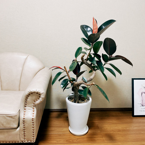 現品］【一点のみ】フィカス バーガンディ 黒ゴム ゴムノキ 観葉植物