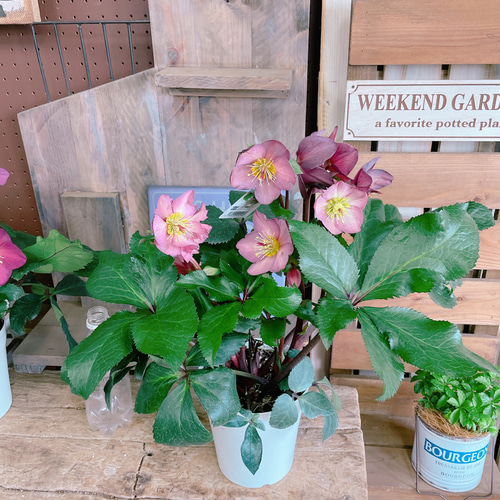 クリスマスローズ氷の薔薇6鉢 5号プラ鉢 【公式通販】