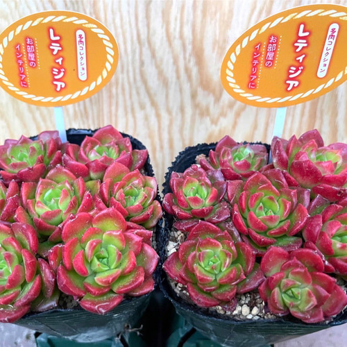⭐︎綺麗に紅葉した多肉植物【レディジア】 ①pot分をお届け❗️ 多肉