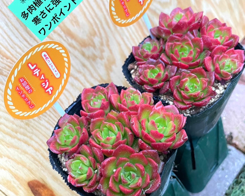 多肉アン⭐️コロラータブランディティ×ヒアリナラパス⭐️多肉 抜き苗 花芽付 多肉図鑑】コロラータ・ブランディティ
