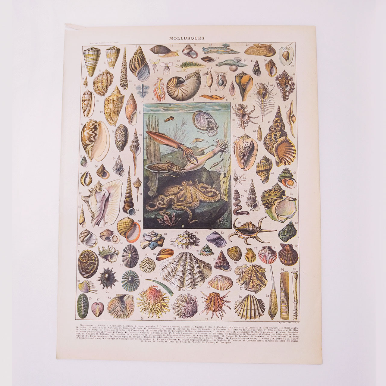 海洋生物 海の生物図版 1915年 フランス製 オリジナルイラストプレート リトグラフ01972