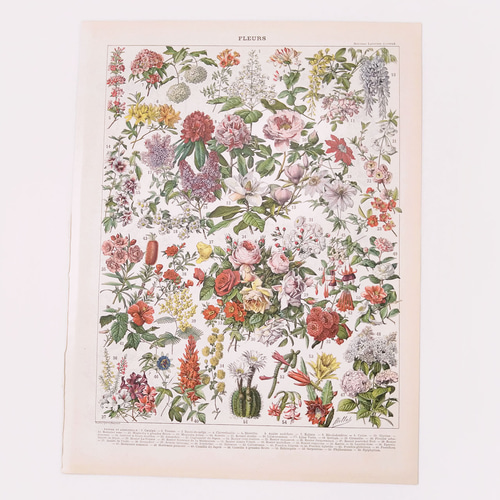 【着後レビューで 送料無料】 両面 オリジナルイラストプレート フランス 1915年 花の植物図版 版画