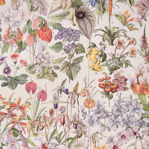 両面 花の植物図版 1915年 フランス オリジナルイラストプレート