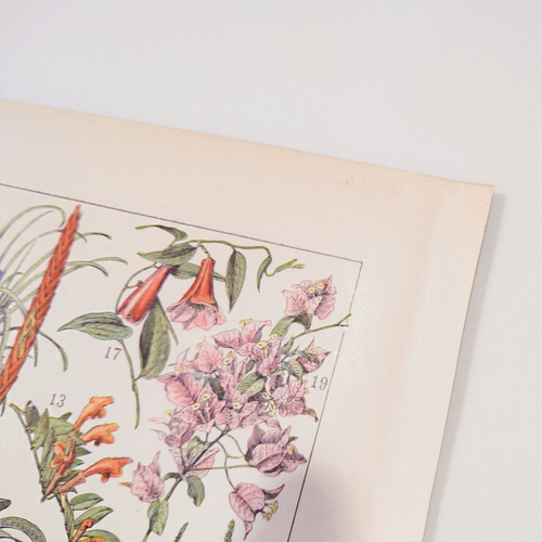 両面 花の植物図版 1915年 フランス オリジナルイラストプレート