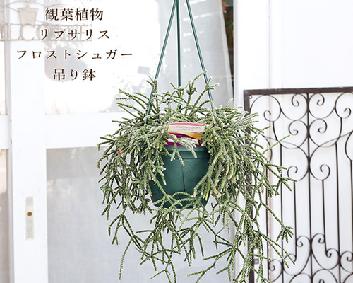 現品販売 観葉植物 リプサリス フロストシュガー 5号吊り鉢