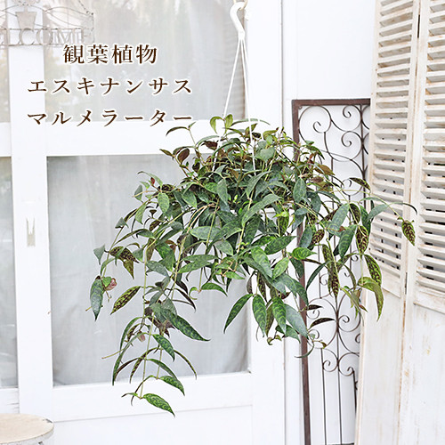 再入荷現品販売 エスキナンサス マルメラーター マルモラタス 5