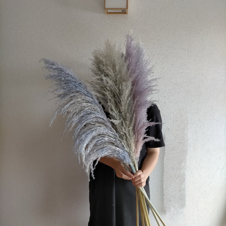 パンパスグラス 寒色3色セット ドライフラワー インテリア ウェディング 結婚式 撮影 カラーパンパスグラス