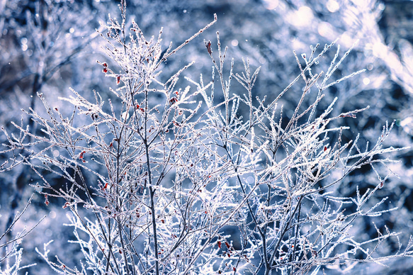 山岳風景写真 〜Frozen Trees〜 （樹氷･上高地･田代池･北アルプス･穂高連峰･登山／送料無料） 7枚目の画像