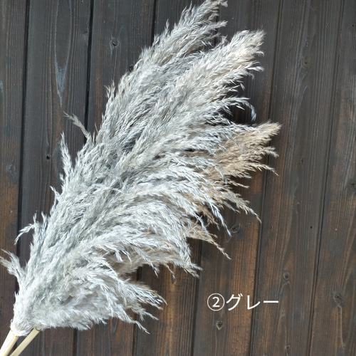 大人気 選べるカラー パンパスグラス 3本セット ドライフラワー