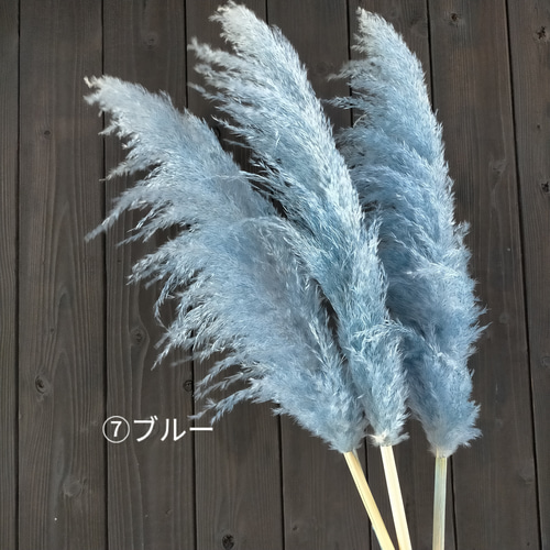 大人気 選べるカラー パンパスグラス 3本セット ドライフラワー