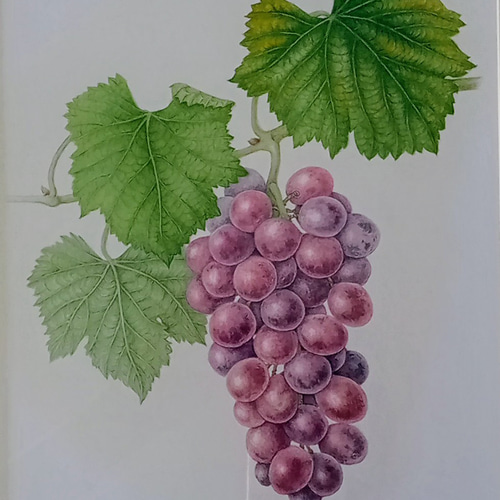 絵画 （D）ぶどう 絵画 （D）ぶどう 絵画 （D）ぶどう 絵画 （D） ぶどう