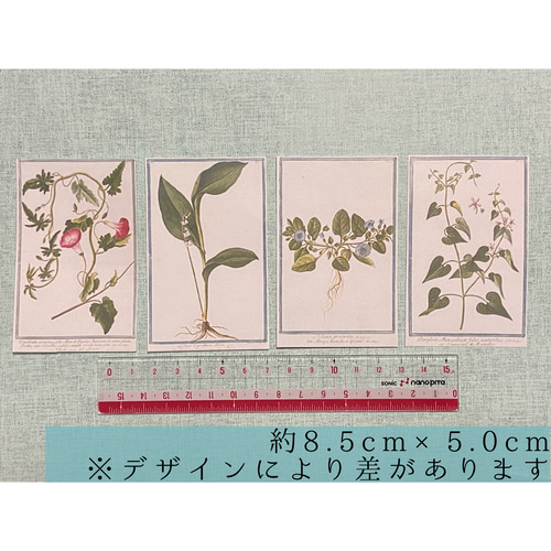 新品　植物標本ラベル　英字コラージュ素材　ステッカー　93枚　A104 1770-90年代植物図鑑ラベル①42枚 コラージュ素材、ラッピング