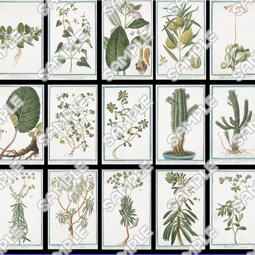 新品　植物標本ラベル　英字コラージュ素材　ステッカー　93枚　A104 1770-90年代植物図鑑ラベル①42枚 コラージュ素材、ラッピング