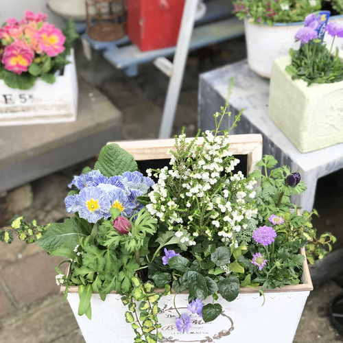 限定1点！特価品！冬の寄せ植えCreema限定販売 その他インテリア雑貨