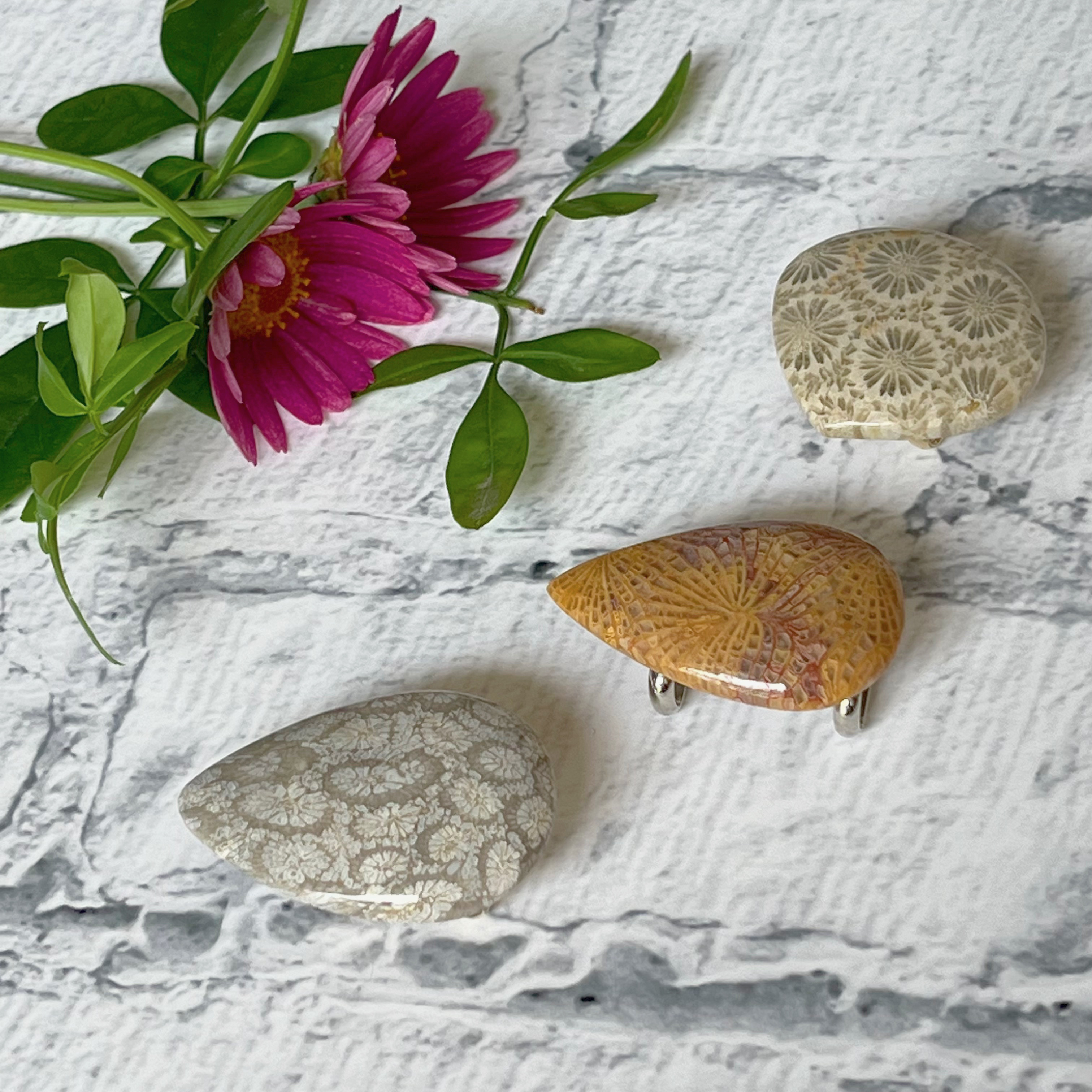 【美麗天然石】化石珊瑚❖ﾍﾟﾄﾘﾌｧｲﾄﾞｺｰﾗﾙの帯留め✤専用Box付き