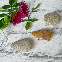 【美麗天然石】化石珊瑚❖ﾍﾟﾄﾘﾌｧｲﾄﾞｺｰﾗﾙの帯留め✤専用Box付き 16枚目の画像