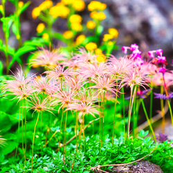 山岳風景写真 〜Harmony〜 （高山植物･チングルマ･北アルプス･雲ノ平･登山／送料無料） 7枚目の画像