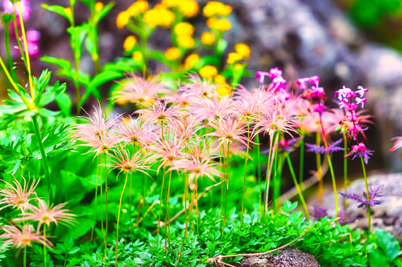 山岳風景写真 〜Harmony〜 （高山植物･チングルマ･北アルプス･雲ノ平･登山／送料無料） 7枚目の画像