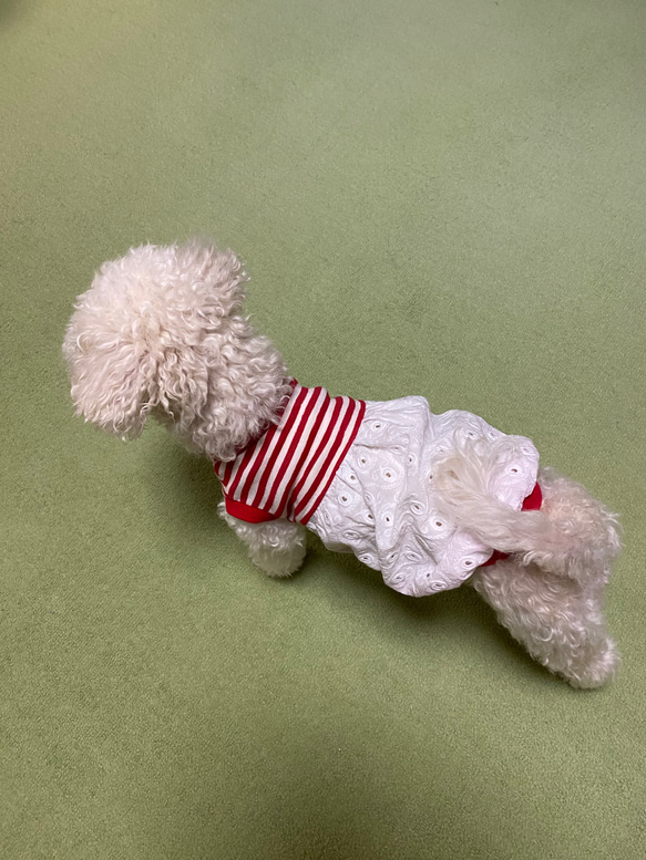 春夏犬服　バルーンドレス　ストライプレーシー 6枚目の画像