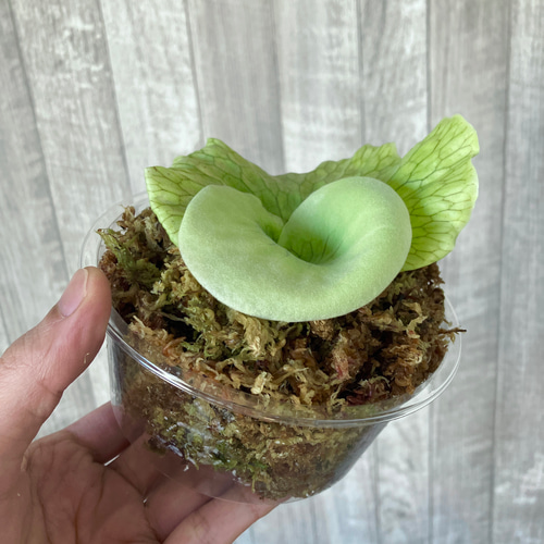 グランデ 幼苗 ビカクシダ 観葉植物 インテリアグリーン その他