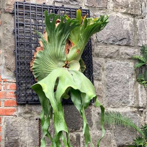 グランデ 幼苗 ビカクシダ 観葉植物 インテリアグリーン その他