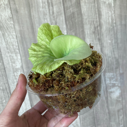 グランデ 幼苗 ビカクシダ 観葉植物 インテリアグリーン その他