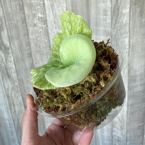 グランデ 幼苗 ビカクシダ 観葉植物 インテリアグリーン その他