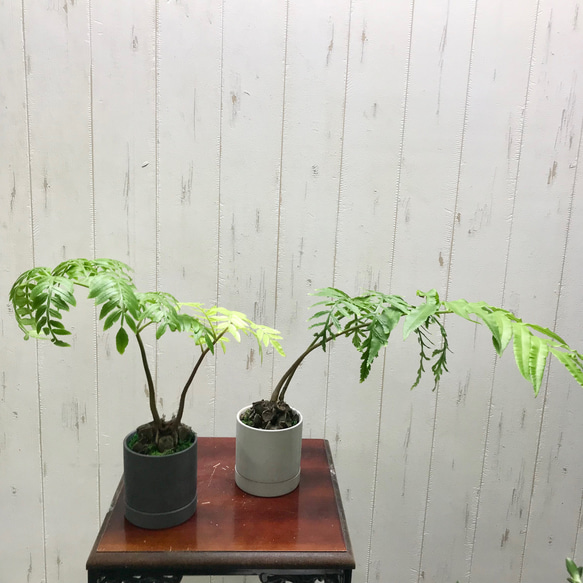 リュウビンタイ セラミック鉢 受皿付 その他インテリア雑貨 PLANTS 