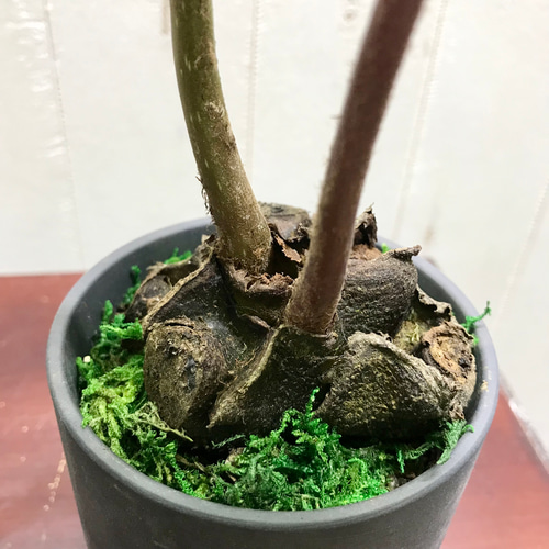 リュウビンタイ セラミック鉢 受皿付 その他インテリア雑貨 PLANTS 