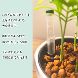 【やや大きめ】観葉植物 サンスベリア　ハイドロカルチャー 3枚目の画像