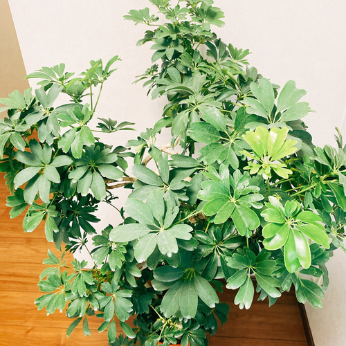 現品］【一点限り】シェフレラ レナータ 曲がり 観葉植物 大型