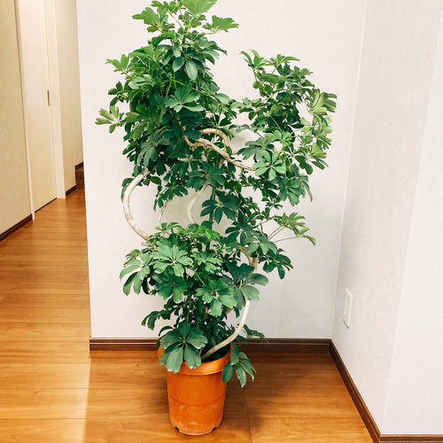 現品］【一点限り】シェフレラ レナータ 曲がり 観葉植物 大型