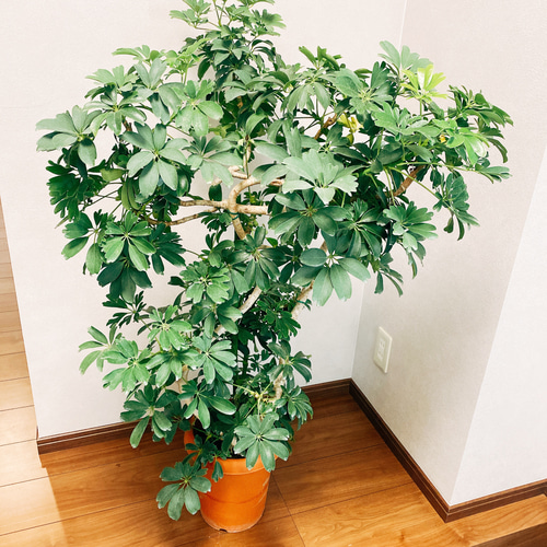 現品］【一点限り】シェフレラ レナータ 曲がり 観葉植物 大型 室内