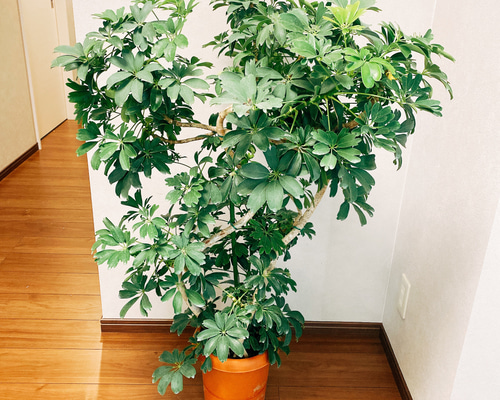 シェフレラ　レナータ　2【現品】☆希少☆ 観葉植物　室内　人気 a2beb72b1e9d99c8ae5fe007b7806d