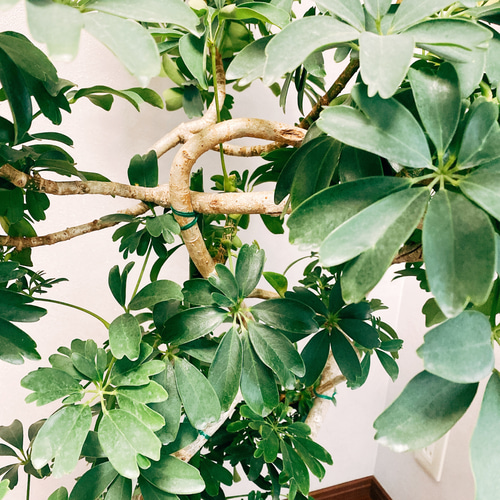 現品］【一点限り】シェフレラ レナータ 曲がり 観葉植物 大型 室内