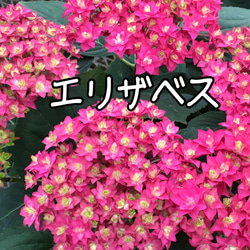 ［在庫］可愛い♡ アジサイ　5品種　5号　スリット鉢　6月頃に綺麗に咲きます♪ 正規品　ラベル付き　紫陽花 4枚目の画像